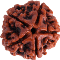 rudraksha